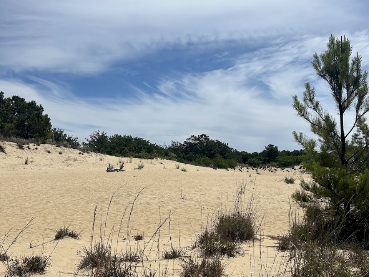 A sandy landscape with sparse grass and small shrubs under a partly cloudy sky. Trees line the horizon in the background.